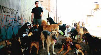 Cesar and his dogs